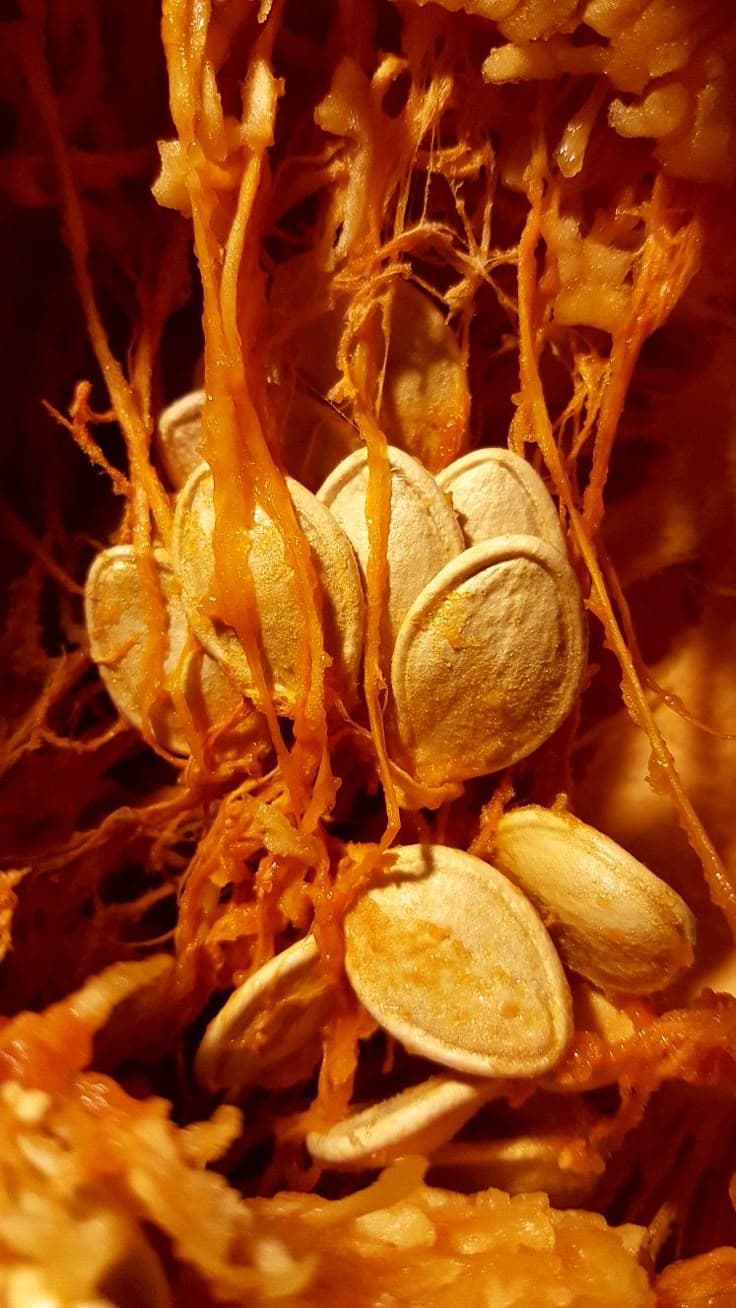 Pumpkin seeds
